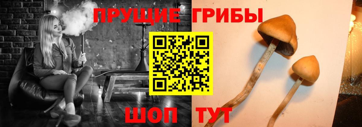 Псилоцибиновые грибы Psilocybine cubensis  Вход с VPN  Карталы 